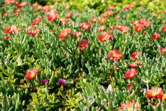 Blumen