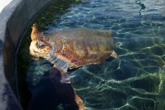 Schildkroette