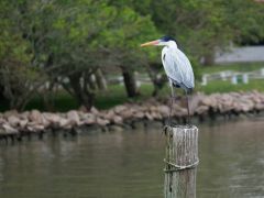 Reiher