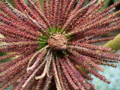 Planque