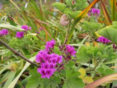andere Blume