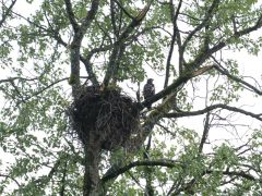 Hoonah Adlernest