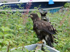 Hoonah junger Adler