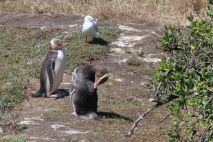 Gelbaugenpinguine