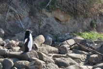 Gelbaugenpinguin