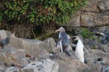 Gelbaugenpinguin