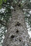 Kauri