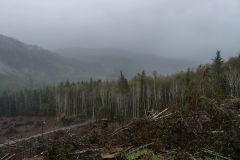 Holzindustrie