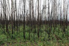 ehemaliger Wald