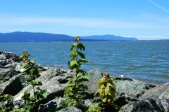 Bellingham Bay
