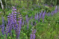entlang Cariboo Highway BC 97