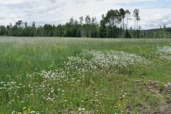 entlang Cariboo Highway BC 97