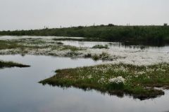 Schleuchzers Cottengrass