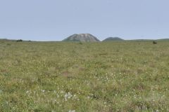 Pingos