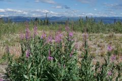 Dempster Hwy