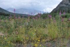 Dempster Hwy
