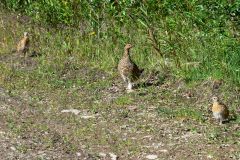 Ptarmigan
