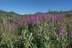 North Fork Pass