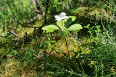 Dwarf Dogwood Bunchberry