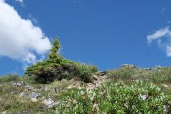 Grizzly Lake Trail