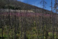 Elliott Hwy