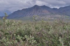 Dalton Hwy Calbraith Camp