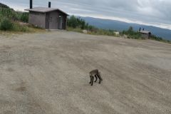 Dalton Hwy beim Finger Rock